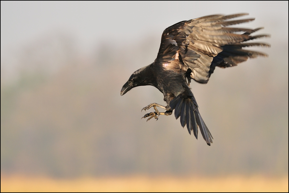  Kruk Ptaki Nikon D300 Sigma APO 500mm f/4.5 DG/HSM Zwierzęta ptak orzeł fauna dziób accipitriformes ptak drapieżny dzikiej przyrody myszołów sokół Bielik amerykański