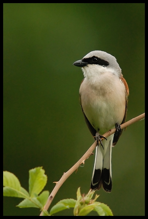  Dzierzba Gąsiorek samiec Ptaki ptaki Nikon D200 Sigma APO 50-500mm f/4-6.3 HSM Zwierzęta ptak fauna dziób dzikiej przyrody flycatcher starego świata chickadee pióro gałąź Gałązka coraciiformes