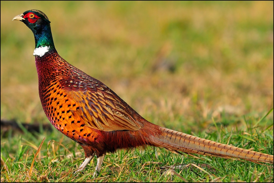  Bażant Ptaki Nikon D300 Sigma APO 500mm f/4.5 DG/HSM Zwierzęta ptak bażant galliformes ekosystem dziób fauna dzikiej przyrody Phasianidae trawa zwierzę lądowe