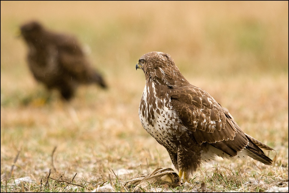  Myszołowy Ptaki dwa myszołowy Nikon D300 Sigma APO 500mm f/4.5 DG/HSM Zwierzęta ekosystem fauna ptak myszołów ptak drapieżny jastrząb dziób ecoregion orzeł dzikiej przyrody