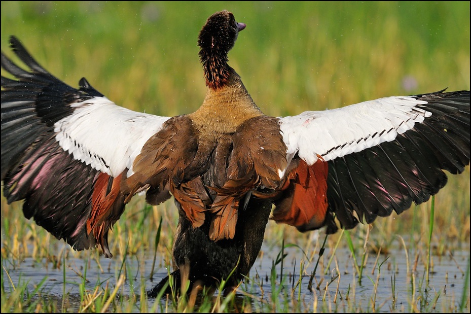  Gęś egipska Ptaki Nikon D300 Sigma APO 500mm f/4.5 DG/HSM Etiopia 0 ptak fauna dziób dzikiej przyrody żuraw jak ptak sęp dźwig ecoregion Ciconiiformes galliformes