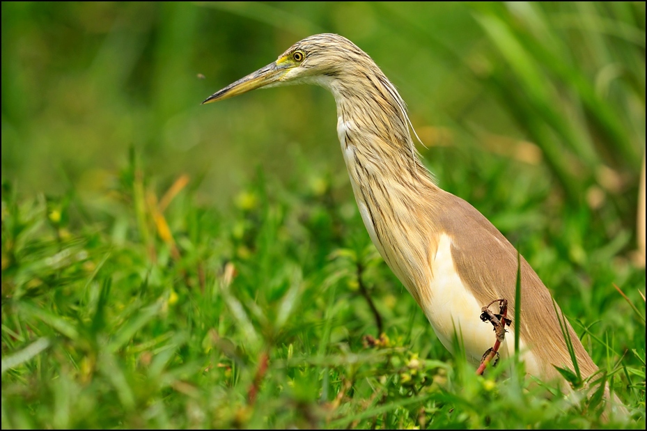  Czapla modronosa Ptaki Nikon D300 Sigma APO 500mm f/4.5 DG/HSM Etiopia 0 ptak ekosystem dziób fauna dzikiej przyrody trawa organizm rodzina traw czapla Ciconiiformes