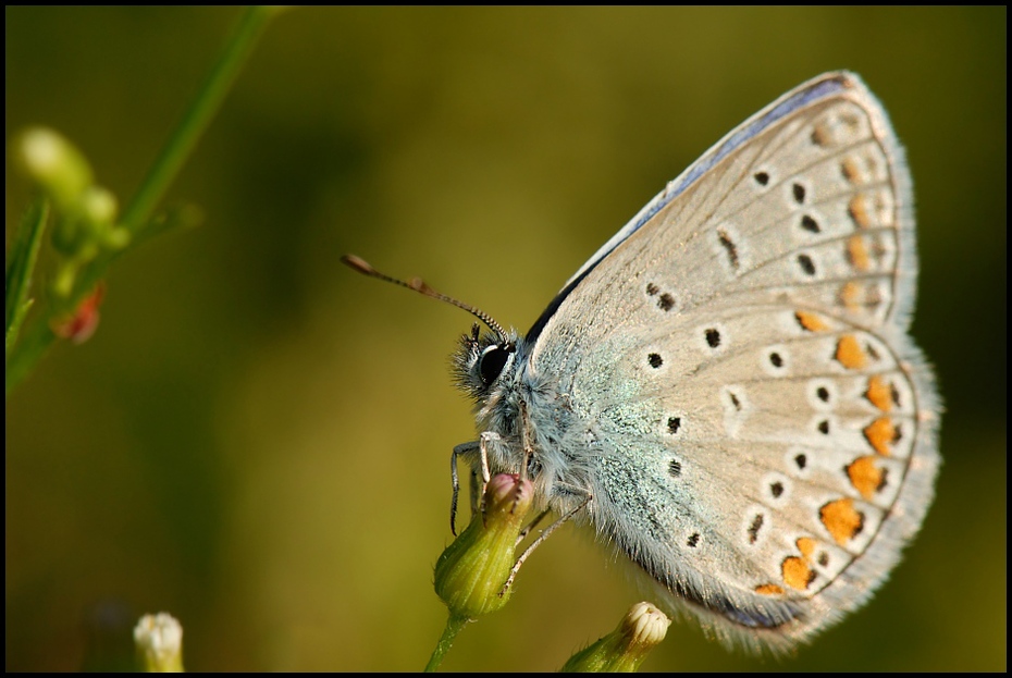  Motyl Motyle Nikon D200 AF-S Micro-Nikkor 105mm f/2.8G IF-ED Makro motyl owad Lycaenid ćmy i motyle Pędzelek motyl bezkręgowy fotografia makro zapylacz dzikiej przyrody organizm