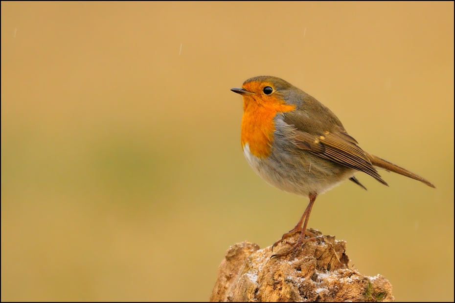  Rudzik #10 Ptaki Nikon D300 Sigma APO 500mm f/4.5 DG/HSM Zwierzęta ptak europejski robin fauna dziób flycatcher starego świata dzikiej przyrody ptak przysiadujący rudzik ptak śpiewający strzyżyk