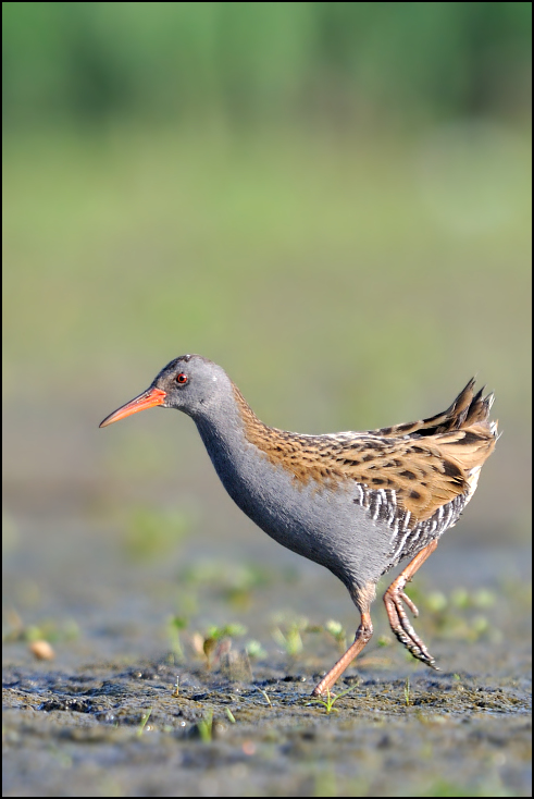  Wodnik Ptaki Nikon D300 Sigma APO 500mm f/4.5 DG/HSM Zwierzęta ptak ekosystem dziób fauna shorebird dzikiej przyrody brodziec redshank żuraw jak ptak rallidae