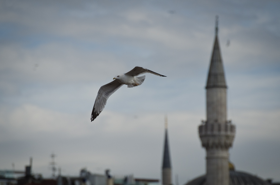  Mewa Mewy Nikon D7000 AF-S Nikkor 70-200mm f/2.8G Stambuł 0 ptak niebo ptak morski frajer dziób charadriiformes europejska mewa srebrzysta skrzydło