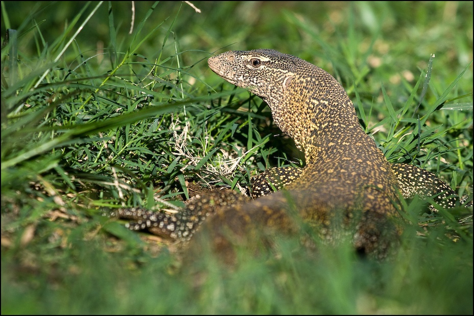  Waran Zwierzęta Nikon D300 Sigma APO 500mm f/4.5 DG/HSM Kenia 0 zwierzę lądowe gad fauna ekosystem lacertidae skalowany gad jaszczurka trawa dzikiej przyrody organizm