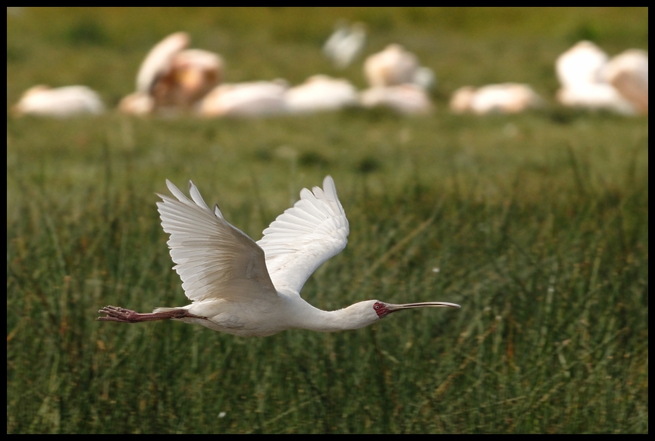  Warzęcha czerwonolica Ptaki Nikon D200 Sigma APO 500mm f/4.5 DG/HSM Kenia 0 ptak fauna dziób ibis dzikiej przyrody trawa żuraw jak ptak egret wodny ptak skrzydło