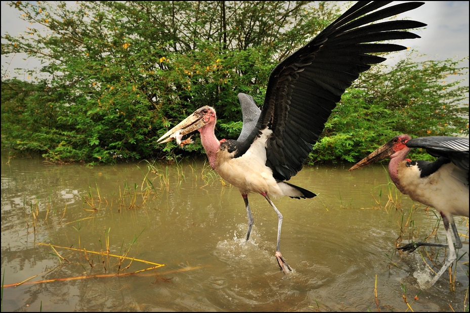  Marabut Ptaki Nikon D300 Sigma 15-30mm f/3.5-4.5 Aspherical Etiopia 0 ptak bocian Ciconiiformes fauna dziób woda żuraw jak ptak bocian marabut dzikiej przyrody dźwig