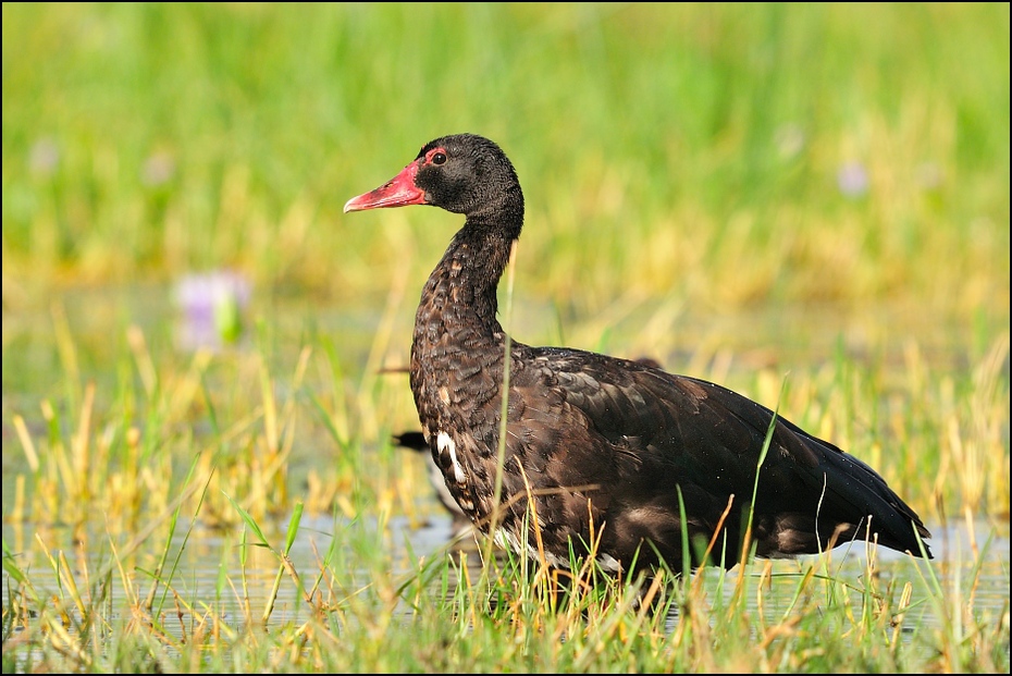  Gęsiec Ptaki Nikon D300 Sigma APO 500mm f/4.5 DG/HSM Etiopia 0 ptak ekosystem fauna dziób kaczka trawa kaczki gęsi i łabędzie wodny ptak dzikiej przyrody gęś