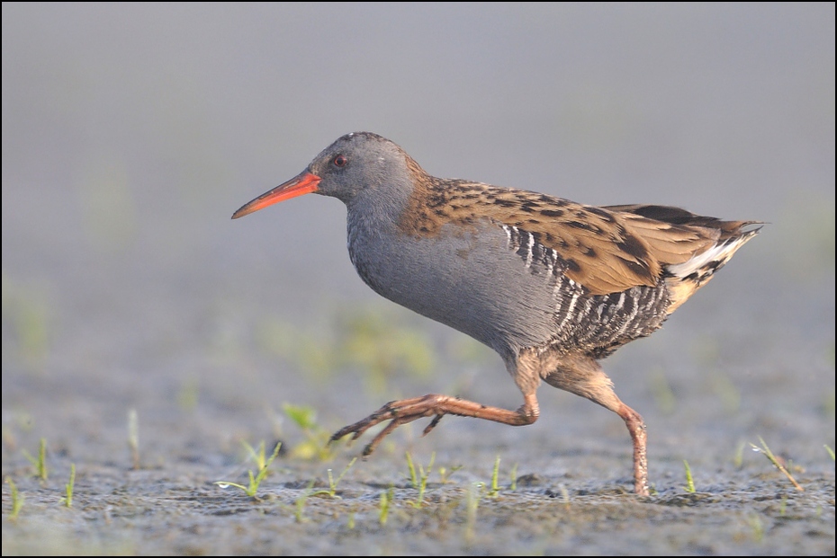  Wodnik Ptaki Nikon D300 Sigma APO 500mm f/4.5 DG/HSM Zwierzęta ptak redshank brodziec shorebird dziób fauna dzikiej przyrody rallidae charadriiformes bekas