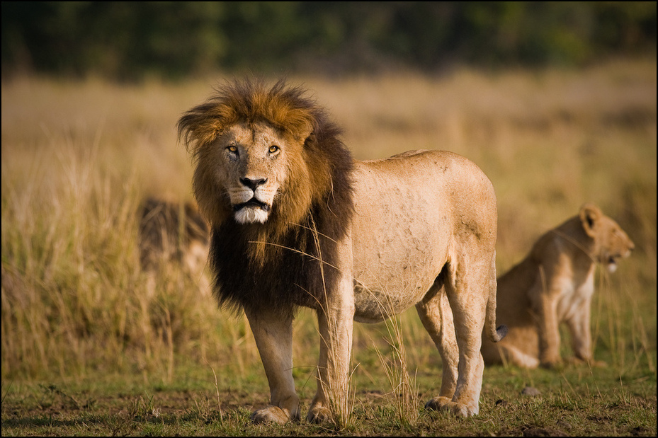  Lew Zwierzęta Nikon D300 Sigma APO 500mm f/4.5 DG/HSM Kenia 0 dzikiej przyrody zwierzę lądowe masajski lew pustynia łąka fauna duże koty safari trawa