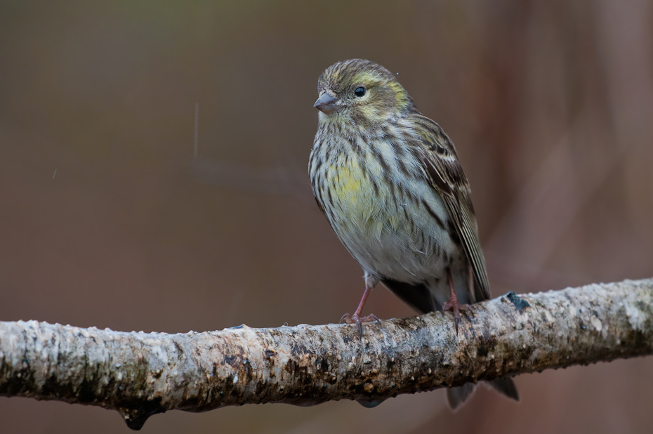  Czyż Ptaki Nikon D300 Sigma APO 500mm f/4.5 DG/HSM Zwierzęta ptak dziób fauna wróbel zięba domowa zięba dzikiej przyrody pióro flycatcher starego świata ścieśniać