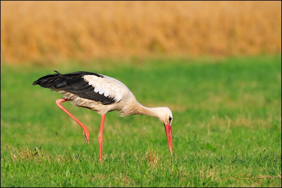  Bocian poluje Ptaki Nikon D300 Sigma APO 500mm f/4.5 DG/HSM Zwierzęta ptak bocian biały bocian ekosystem fauna Ciconiiformes łąka dziób trawa żuraw jak ptak