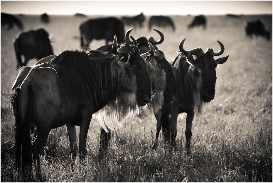  Antylopy Gnu Migracja Nikon D200 AF-S Nikkor 70-200mm f/2.8G Kenia 0 dzikiej przyrody czarny i biały bydło takie jak ssak róg fauna stado fotografia monochromatyczna trawa monochromia gnu