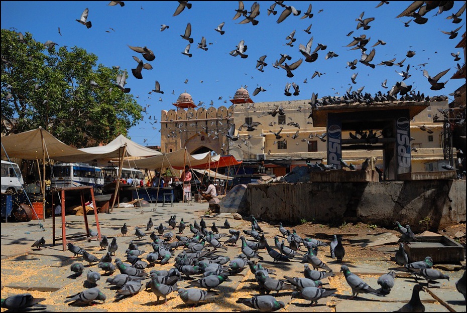  Jaipur Ulice Nikon D200 AF-S Zoom-Nikkor 17-55mm f/2.8G IF-ED Indie 0 niebo atrakcja turystyczna drzewo turystyka woda Miasto rekreacja