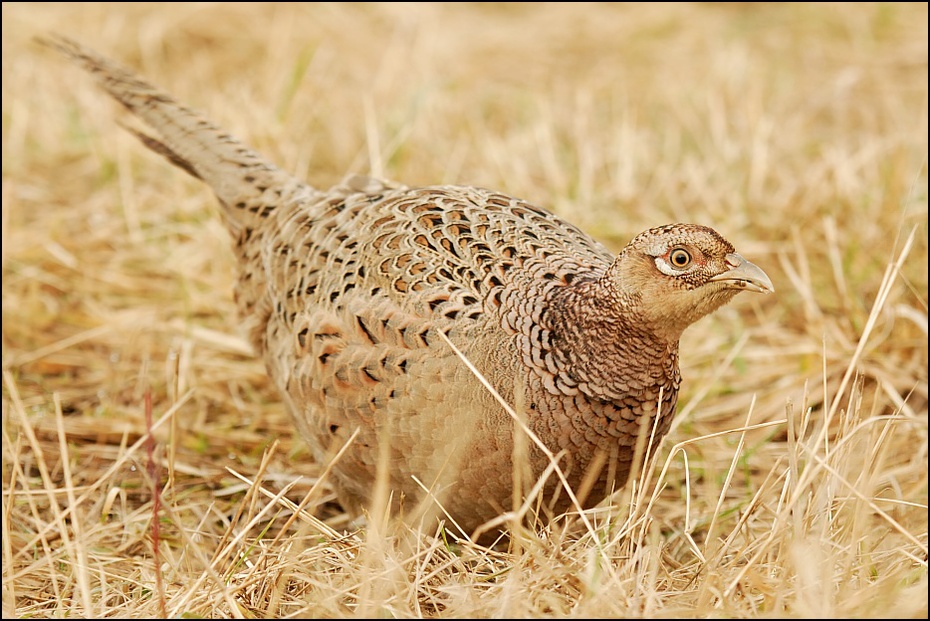  Samica bażanta Ptaki Nikon D200 Sigma APO 100-300mm f/4 HSM Zwierzęta ekosystem ptak galliformes bażant fauna dzikiej przyrody zwierzę lądowe dziób ecoregion preria