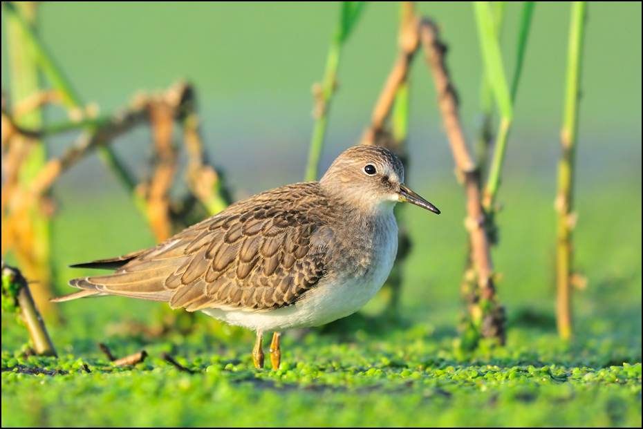  Biegus mały Ptaki Nikon D300 Sigma APO 500mm f/4.5 DG/HSM Zwierzęta ptak ekosystem fauna dziób dzikiej przyrody shorebird wodny ptak brodziec trawa organizm