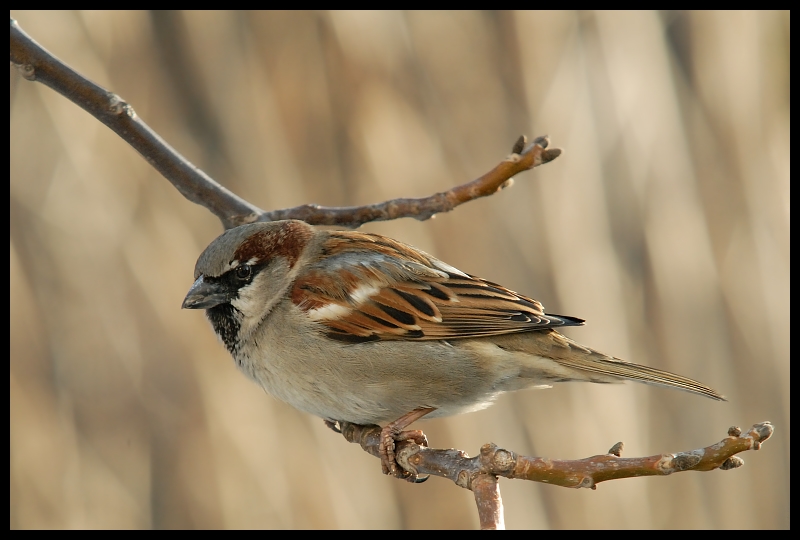  Wróbel Ptaki wróbel ptaki Nikon D200 Sigma APO 100-300mm f/4 HSM Zwierzęta ptak fauna dziób zięba dzikiej przyrody brambling pióro ptak przysiadujący