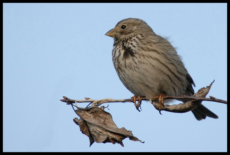  Potrzeszcz Ptaki potrzeszcz ptaki Nikon D200 Sigma APO 50-500mm f/4-6.3 HSM Zwierzęta ptak fauna wróbel Wróbel dziób zięba zięba domowa ptak przysiadujący słowik Emberizidae