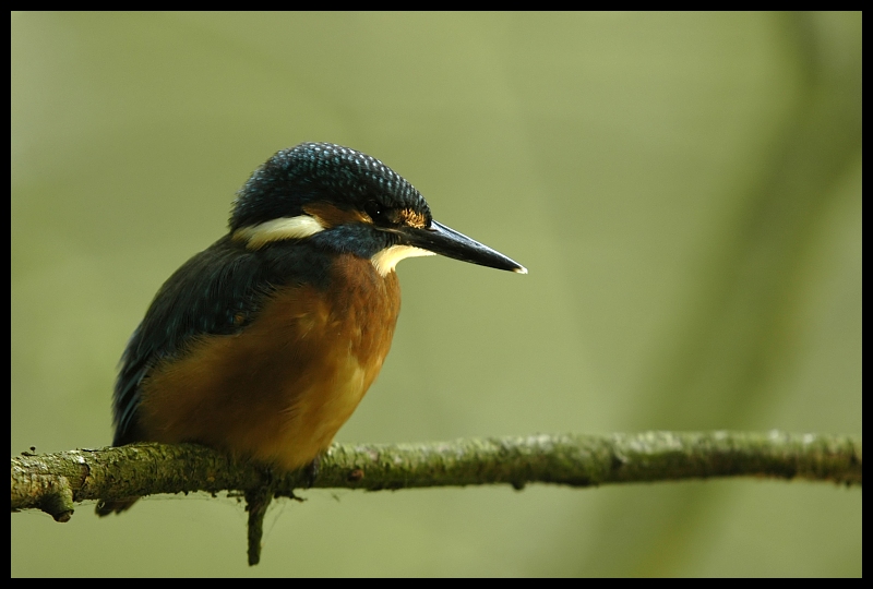  Zimorodek Ptaki zimorodek ptaki Nikon D70 Sigma APO 100-300mm f/4 HSM Zwierzęta ptak dziób fauna dzikiej przyrody ścieśniać flycatcher starego świata skrzydło organizm coraciiformes