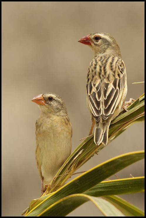  Wikłacz czerwonodzioby Ptaki Nikon D70 Sigma APO 50-500mm f/4-6.3 HSM Senegal 0 ptak wróbel fauna dziób Wróbel zięba dzikiej przyrody ścieśniać pióro zięba domowa