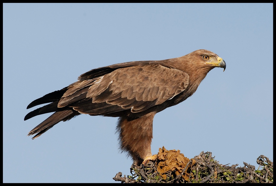  Orzeł sawannowy Ptaki orzel ptaki Nikon D200 Sigma APO 500mm f/4.5 DG/HSM Kenia 0 ptak orzeł ptak drapieżny accipitriformes jastrząb fauna dziób ekosystem myszołów sokół