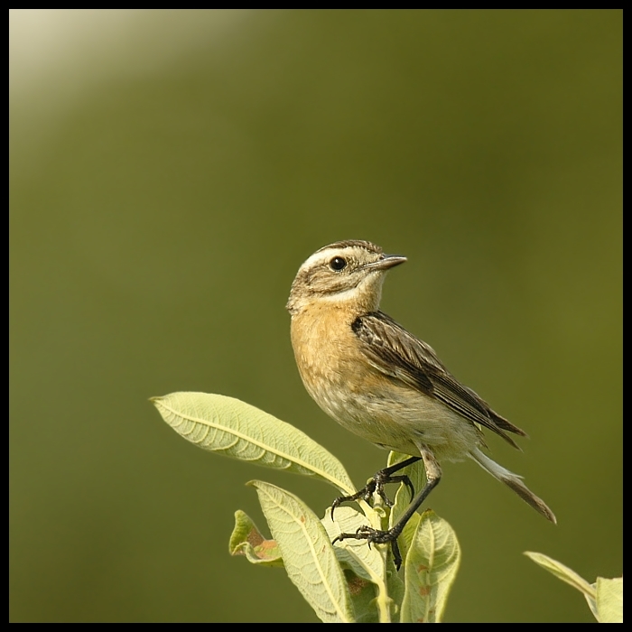  Pokląskwa Ptaki pokląskwa ptaki Nikon D200 Sigma APO 100-300mm f/4 HSM Zwierzęta ptak fauna dziób strzyżyk dzikiej przyrody flycatcher starego świata skowronek organizm skrzydło zięba