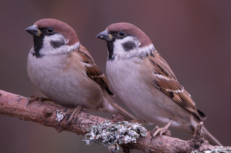  Mazurek Ptaki mazurek wróbel ptaki Nikon Sigma 150-600mm f/5-6.3 HSM Zwierzęta ptak Wróbel fauna dziób ptak przysiadujący ścieśniać zięba dzikiej przyrody Emberizidae