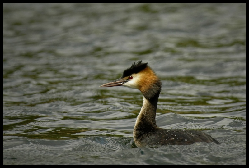  Perkoz dwuczuby Ptaki perkoz ptaki Nikon D70 Sigma APO 100-300mm f/4 HSM Zwierzęta ptak dziób woda fauna dzikiej przyrody kaczka wodny ptak seaduck shorebird organizm