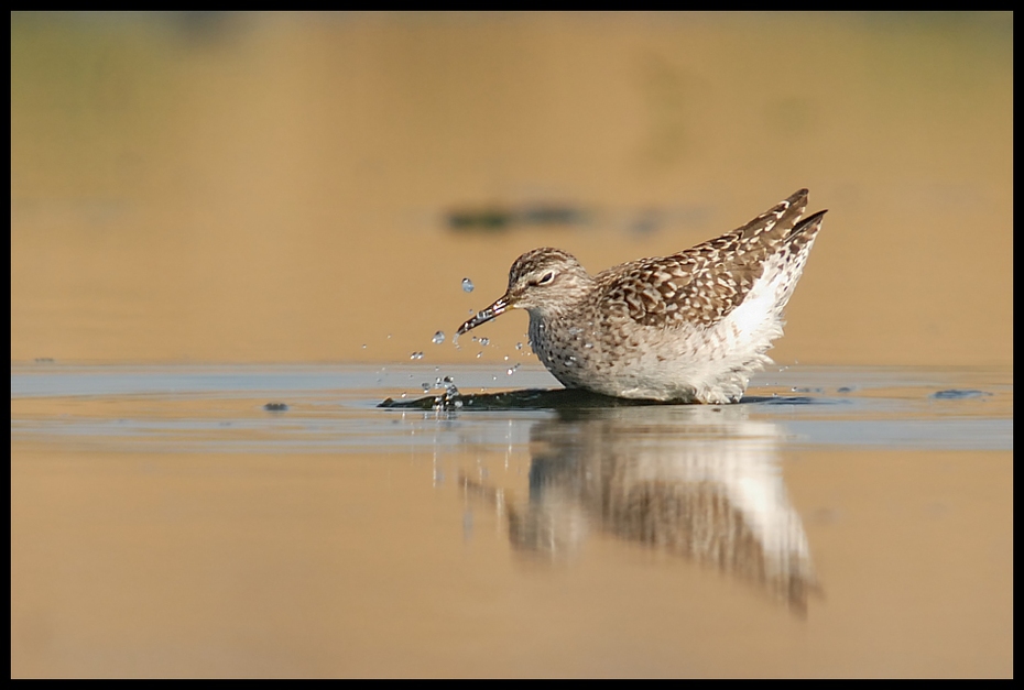  Łęczak Ptaki Nikon D200 Sigma APO 50-500mm f/4-6.3 HSM Zwierzęta ptak brodziec fauna shorebird dziób Calidrid dzikiej przyrody woda charadriiformes pióro