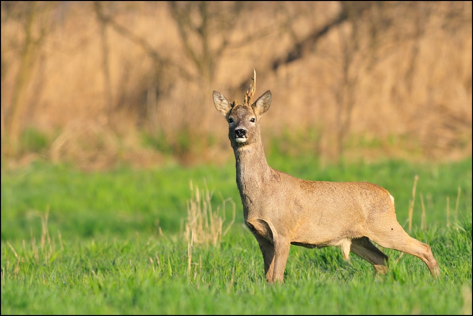  Koziołek Inne koziołek sarna kozioł Nikon D300 Sigma APO 500mm f/4.5 DG/HSM Zwierzęta dzikiej przyrody jeleń łąka fauna ssak zwierzę lądowe ekosystem trawa Sarna z bialym ogonem preria