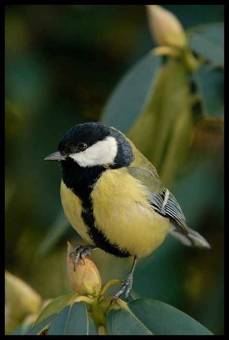  Bogatka Ptaki sikorka bogatka ptaki Nikon D200 Sigma APO 100-300mm f/4 HSM Zwierzęta ptak fauna dziób dzikiej przyrody chickadee organizm zięba ptak przysiadujący skrzydło flycatcher starego świata