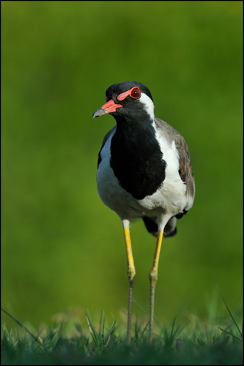  Czajka indyjska Ptaki Nikon D300 Sigma APO 500mm f/4.5 DG/HSM Indie 0 ptak dziób fauna dzikiej przyrody shorebird wodny ptak