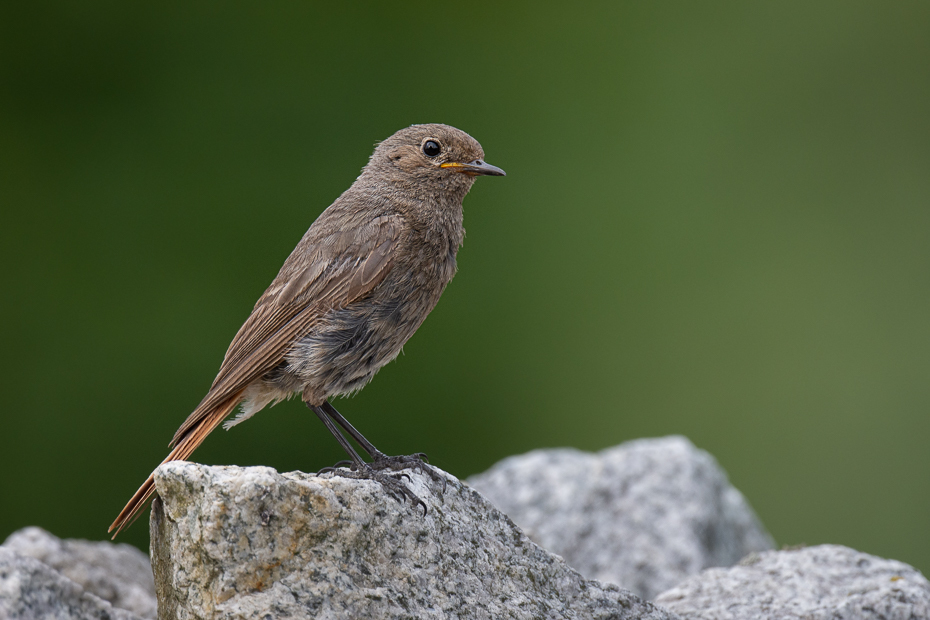  Kopciuszek Ptaki kopciuszek ptaki Nikon D7200 Nikkor 500mm f/5.6E Zwierzęta ptak fauna dziób dzikiej przyrody flycatcher starego świata wróbel słowik skrzydło zięba domowa Gałązka