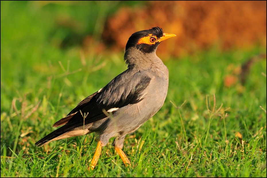  Majna norowa Ptaki Nikon D300 Sigma APO 500mm f/4.5 DG/HSM Indie 0 ptak fauna dziób ekosystem acridotheres dzikiej przyrody pospolita myna flora trawa organizm