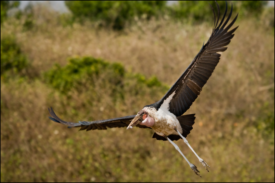  Marabut afrykański Ptaki Nikon D300 Sigma APO 500mm f/4.5 DG/HSM Kenia 0 ptak dzikiej przyrody ekosystem fauna dziób bocian ptak drapieżny Ciconiiformes żuraw jak ptak sęp