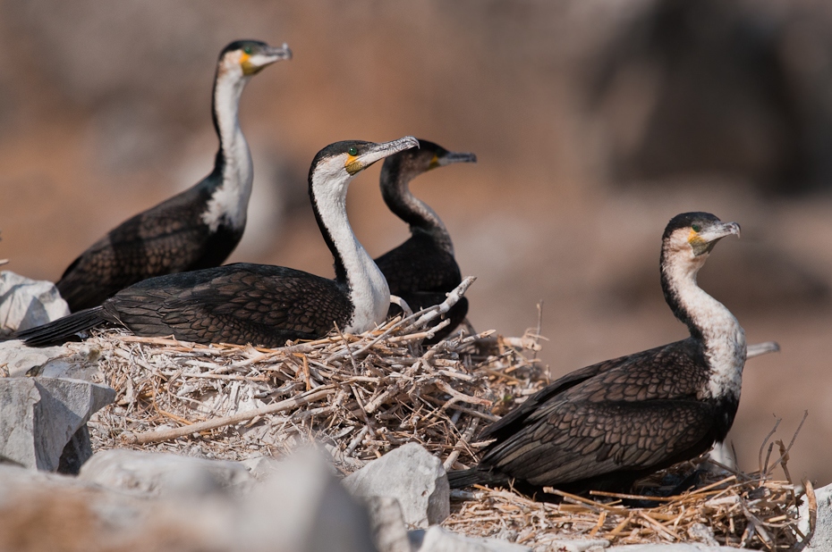  Kormorany Senegal Nikon D300 AF-S Zoom-Nikkor 17-55mm f/2.8G IF-ED Budapeszt Bamako 0 ptak kormoran dziób ptak morski dzikiej przyrody suliformes żuraw jak ptak