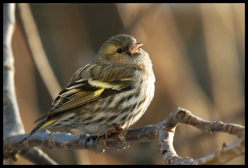  Czyż Ptaki czyż samica czyżyk ptaki Nikon D200 Sigma APO 100-300mm f/4 HSM Zwierzęta ptak dziób zięba fauna wróbel Wróbel dzikiej przyrody brambling ptak przysiadujący pióro