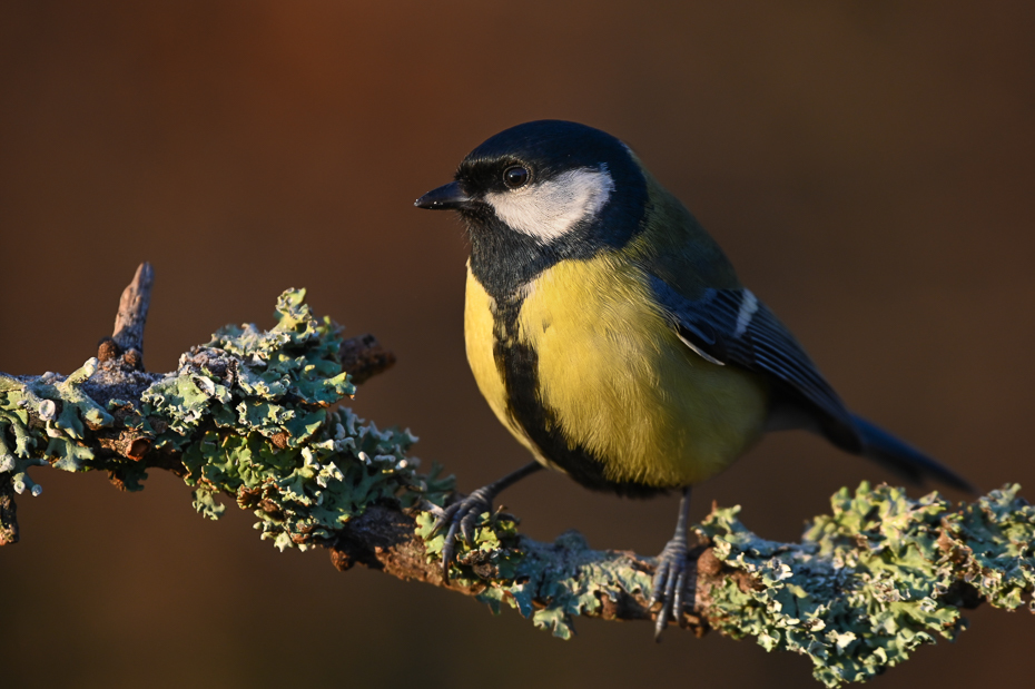  Bogatka Ptaki sikorka bogatka ptaki Nikon Sigma 150-600mm f/5-6.3 HSM Zwierzęta ptak fauna dziób dzikiej przyrody zięba ptak przysiadujący chickadee organizm Gałązka flycatcher starego świata