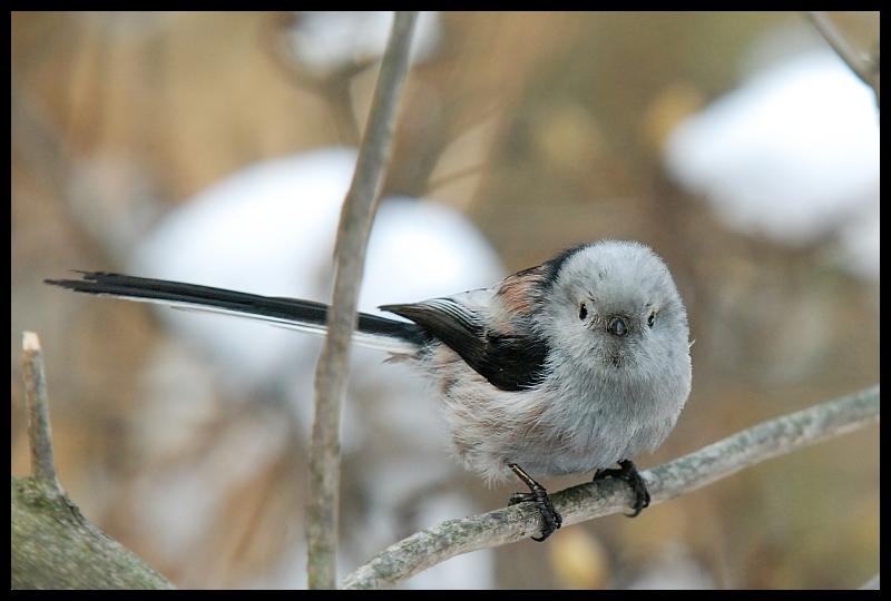  Raniuszek Ptaki raniuszek ptaki Nikon D200 Sigma APO 100-300mm f/4 HSM Zwierzęta ptak fauna dziób pióro chickadee ścieśniać Gałązka ptak przysiadujący dzikiej przyrody Emberizidae