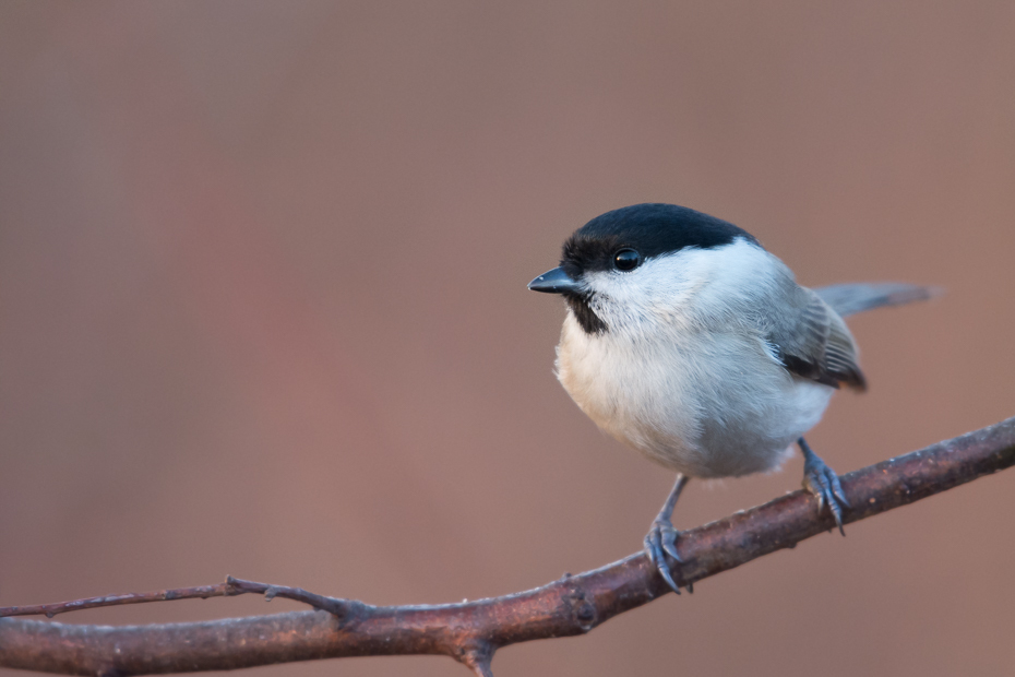  Czarnogłówka Ptaki sikorka czarnogłówka ptaki Nikon D7200 NIKKOR 200-500mm f/5.6E AF-S Zwierzęta ptak dziób fauna pióro chickadee dzikiej przyrody Emberizidae ptak przysiadujący flycatcher starego świata strzyżyk