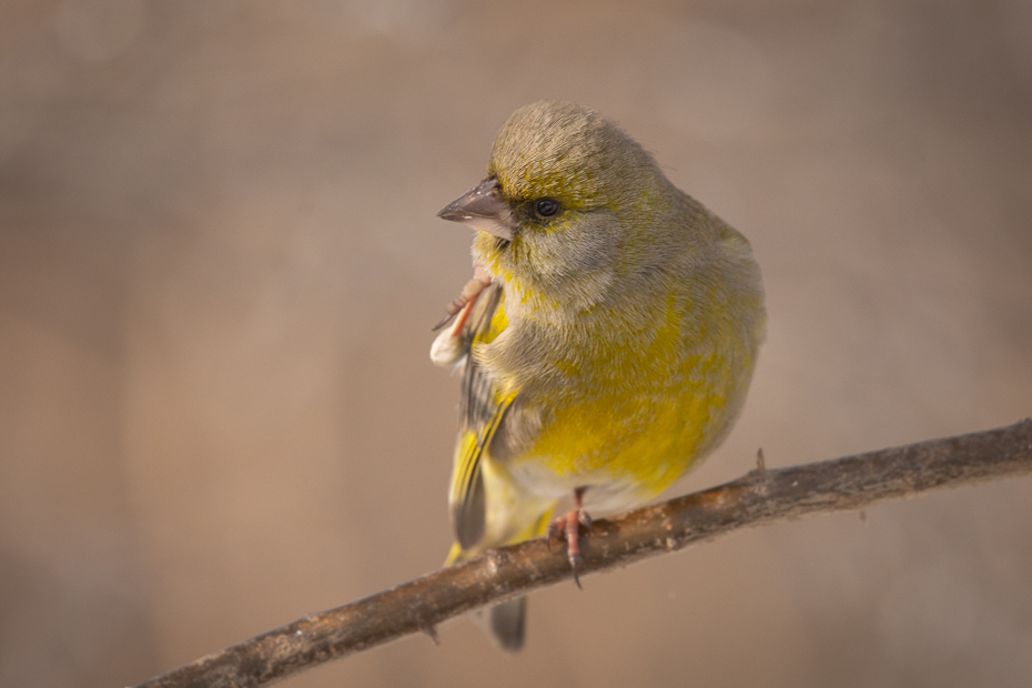  Dzwoniec Ptaki dzwoniec samiec ptaki Nikon D7200 Sigma 150-600mm f/5-6.3 HSM Zwierzęta ptak wróbel fauna dziób Wróbel ekosystem zięba zięba domowa dzikiej przyrody flora