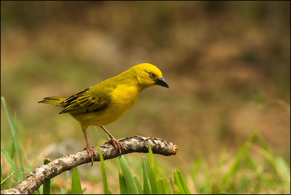  Wikłacz złotawy Ptaki Nikon D200 AF-S Nikkor 70-200mm f/2.8G Kenia 0 ptak dziób fauna zięba dzikiej przyrody flora flycatcher starego świata organizm wilga na starym świecie Emberizidae