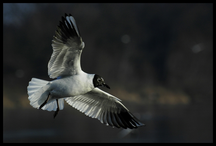  Mewa śmieszka Ptaki mewa ptak Nikon D70 Sigma APO 70-300mm f/4-5.6 Macro Zwierzęta fauna dzikiej przyrody dziób pióro ptak morski skrzydło frajer ścieśniać wodny ptak