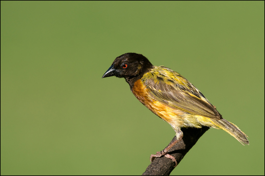  Wikłacz złotogrzbiety Ptaki Nikon D300 Sigma APO 500mm f/4.5 DG/HSM Kenia 0 ptak fauna dziób zięba dzikiej przyrody flycatcher starego świata organizm wilga na starym świecie skrzydło Emberizidae