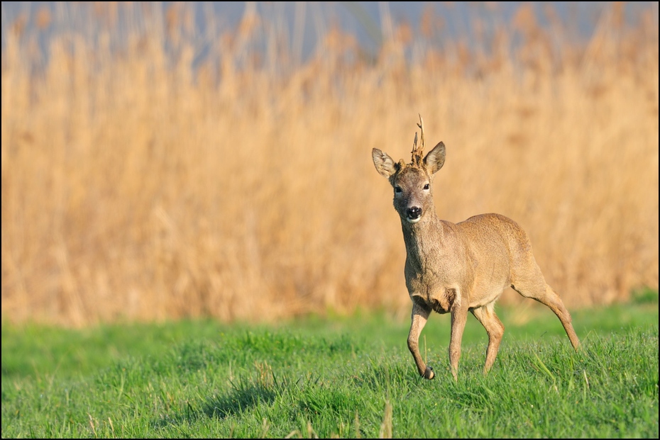  Koziołek Inne koziołek sarna kozioł Nikon D300 Sigma APO 500mm f/4.5 DG/HSM Zwierzęta dzikiej przyrody łąka jeleń fauna preria ssak ekosystem trawa pustynia zwierzę lądowe