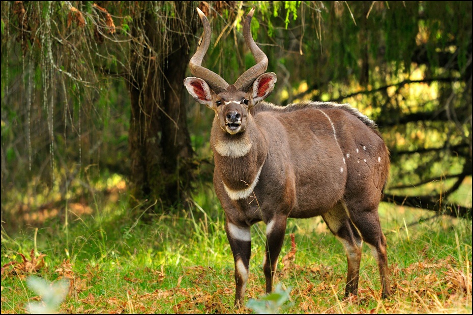  Antylopa Nyala Zwierzęta Nikon D300 Sigma APO 500mm f/4.5 DG/HSM Etiopia 0 dzikiej przyrody fauna rezerwat przyrody zwierzę lądowe pustynia jeleń antylopa waterbuck kudu Park Narodowy