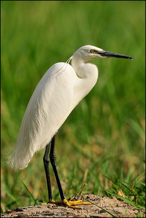  Czapla nadobna Ptaki Nikon D300 Sigma APO 500mm f/4.5 DG/HSM Etiopia 0 ptak ekosystem dziób fauna Wielka czapla egret dzikiej przyrody czapla mała niebieska czapla pelecaniformes