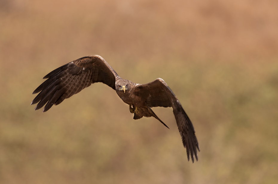  Kania czarna Senegal Nikon D300 Sigma APO 500mm f/4.5 DG/HSM Budapeszt Bamako 0 ptak orzeł accipitriformes ptak drapieżny fauna ekosystem dziób dzikiej przyrody błotniak myszołów